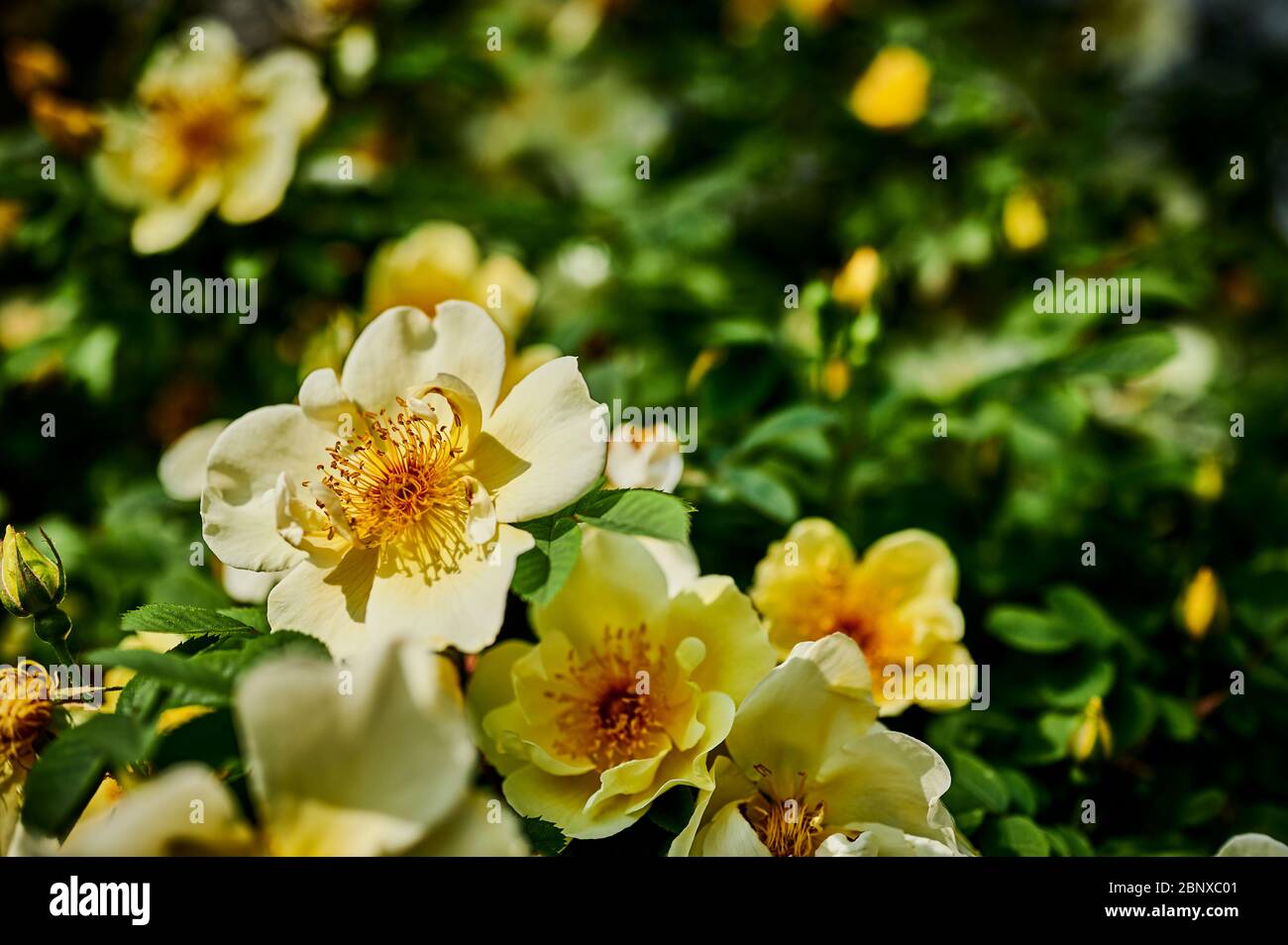 Closeup of bright yellow and orange dog roses (Rosa corymbifera) in