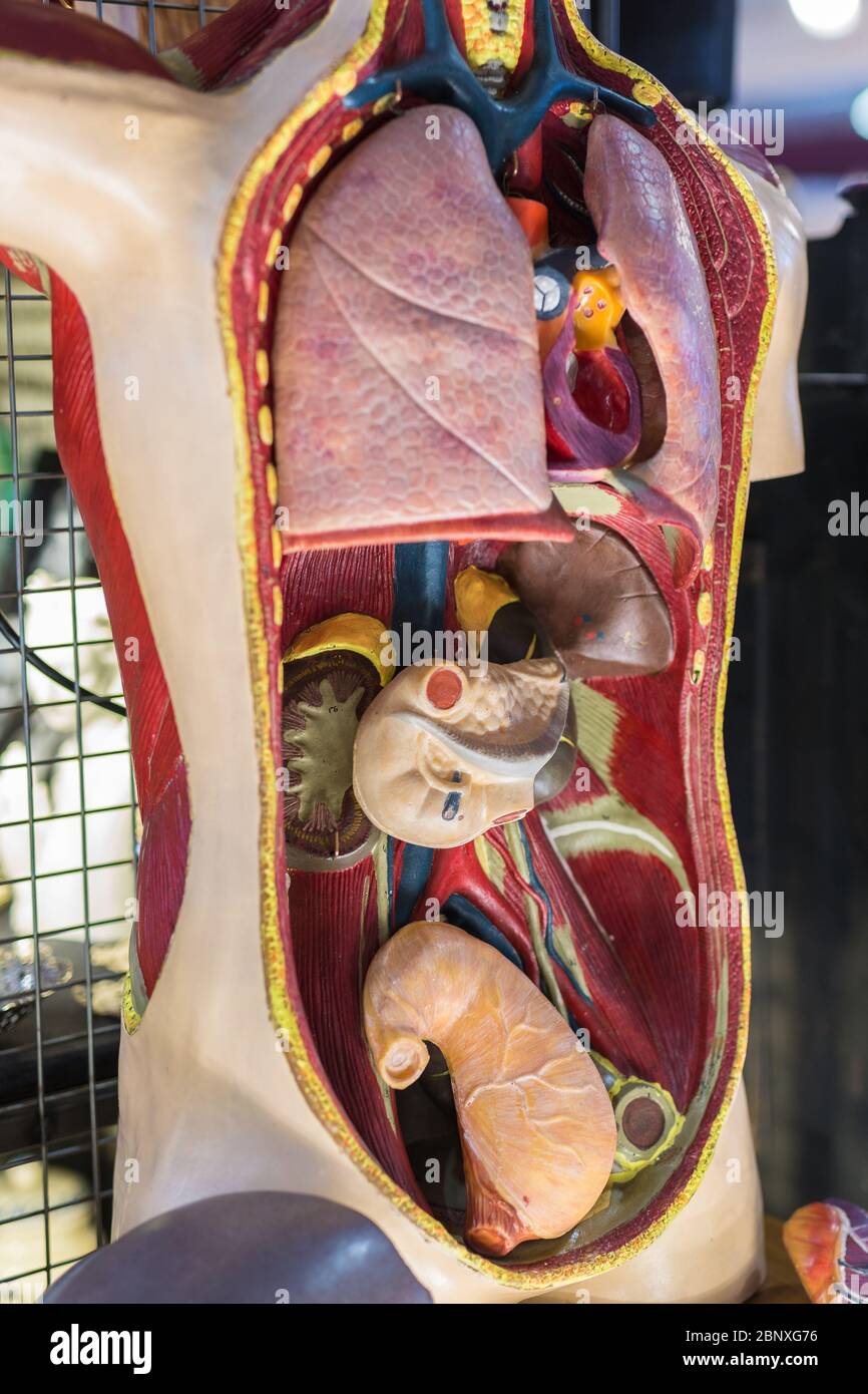 Human Body: Internal Section of Human Organs in a Mannequin Stock Photo -  Alamy