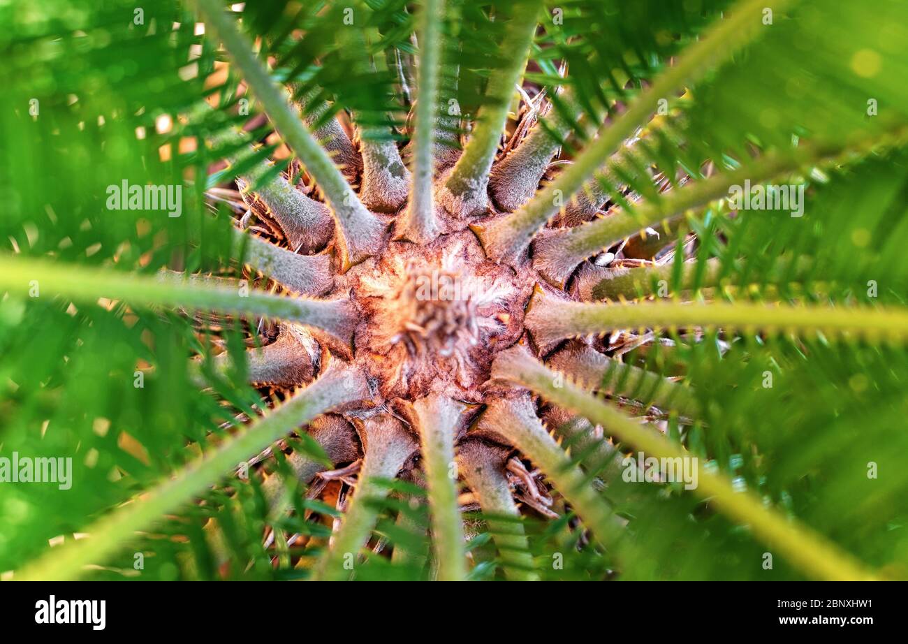 Macro inside the green leaves of the palm Cycas revoluta. Stock Photo