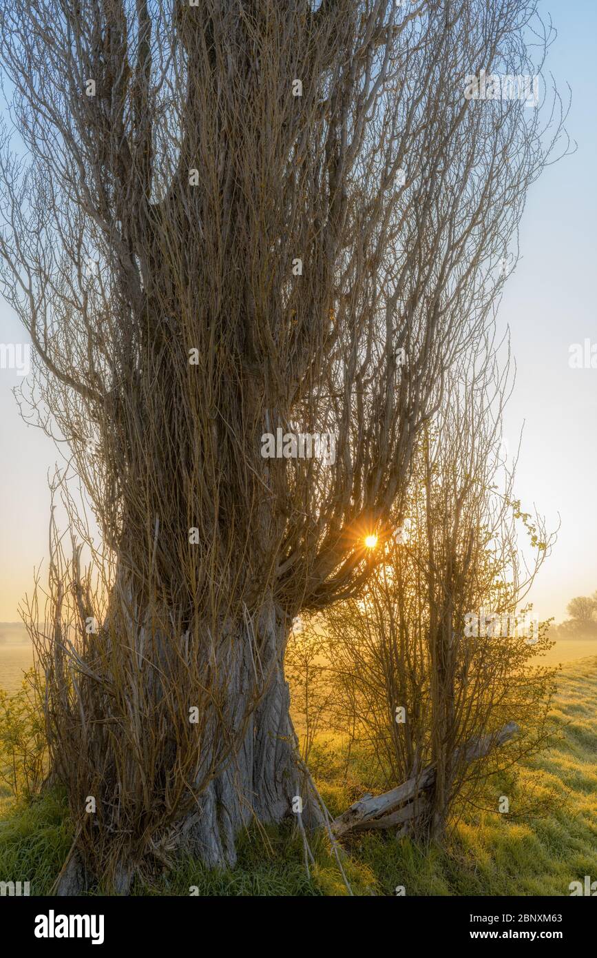 A sunrise in a foggy atmosphere behind a silhouette of a bush tree Stock Photo