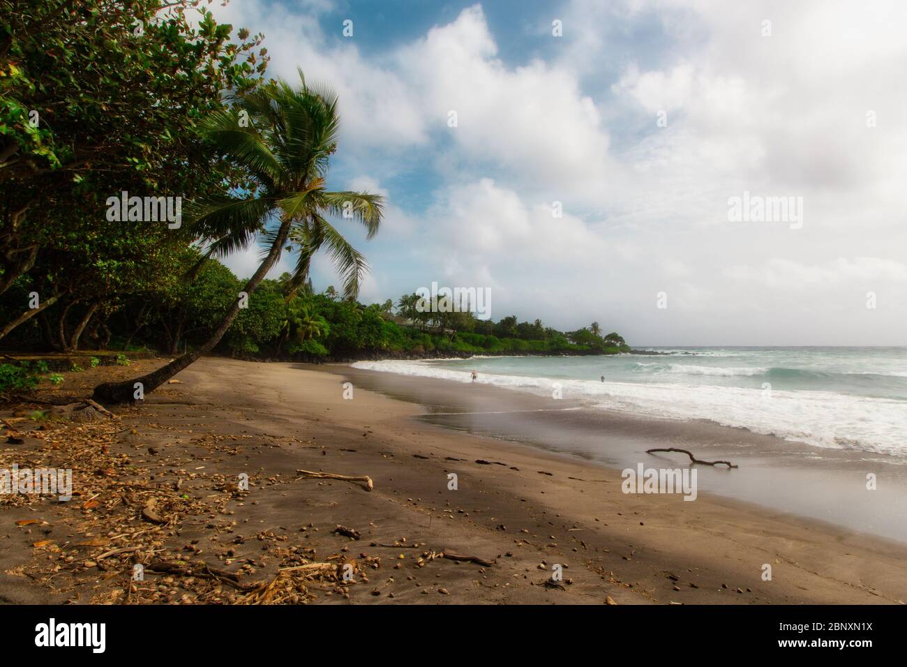 Hawaii beach palm tree hi-res stock photography and images - Alamy