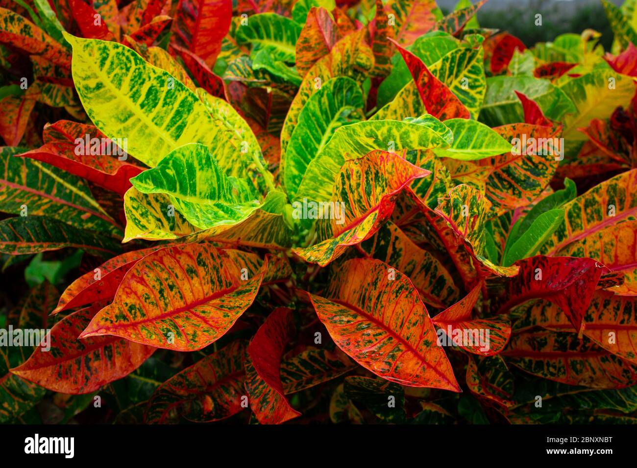 Bright vibrant tropical plants in Maui Hawaii USA Stock Photo