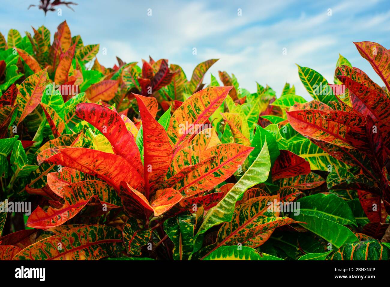 Bright vibrant tropical plants in Maui Hawaii USA Stock Photo Alamy