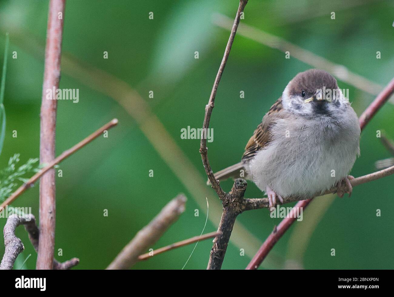Marktoberdorf, Germany, 14th of May, 2020. Young baby sparrows feeding. © Peter Schatz / Alamy Stock Photos Stock Photo