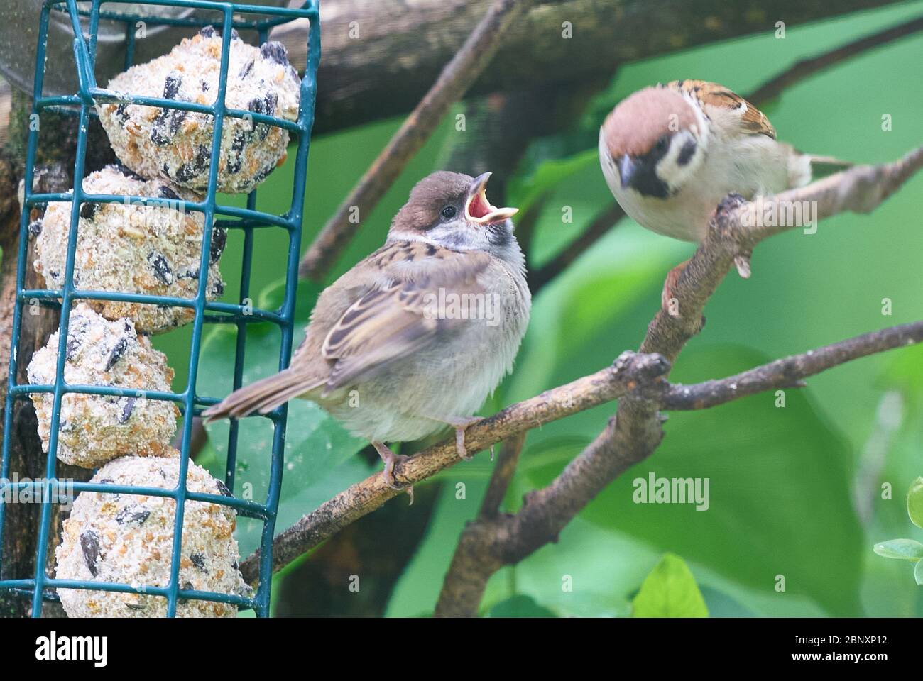 Marktoberdorf, Germany, 14th of May, 2020. Young baby sparrows feeding. © Peter Schatz / Alamy Stock Photos Stock Photo