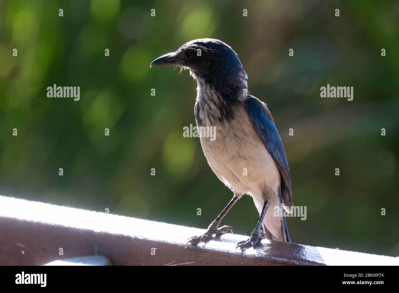 Curious blue California Scrub Jay feeling secure while perched on top of park bench with beak facing to left. Stock Photo