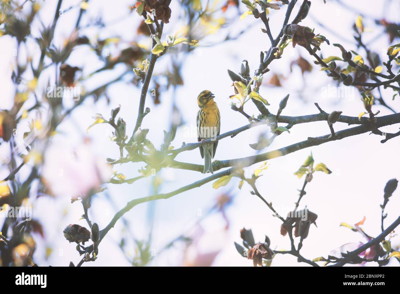 Small yellow bird on blossom tree closeup. Birds photography Stock Photo