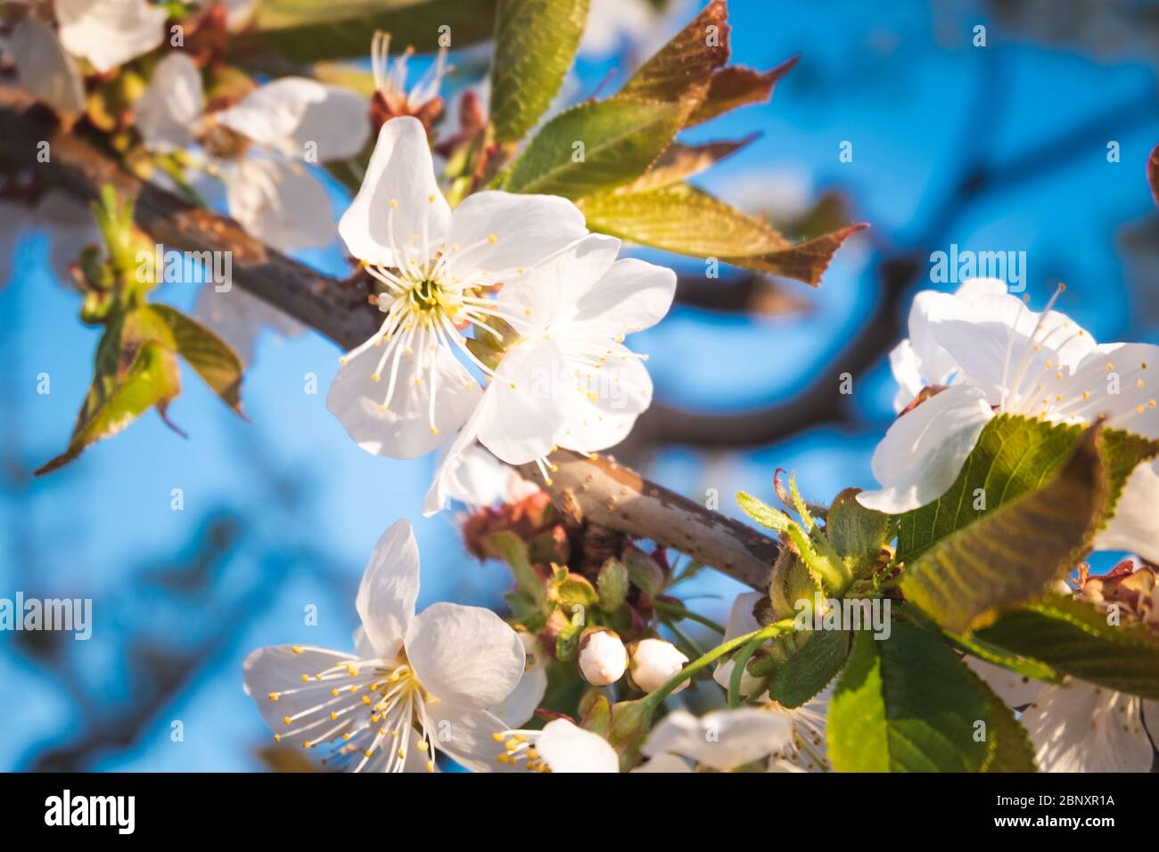 Apple tree pollination hi-res stock photography and images - Alamy