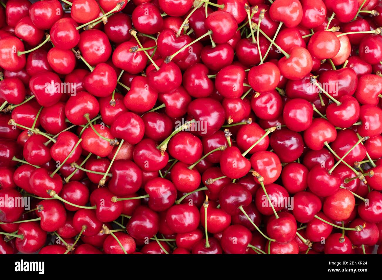 Cherry merry berry closep. Food photography Stock Photo