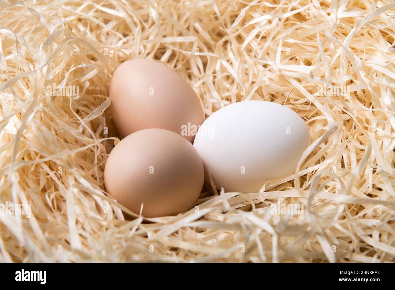 Organic chicken eggs in nest closeup. Food photography Stock Photo