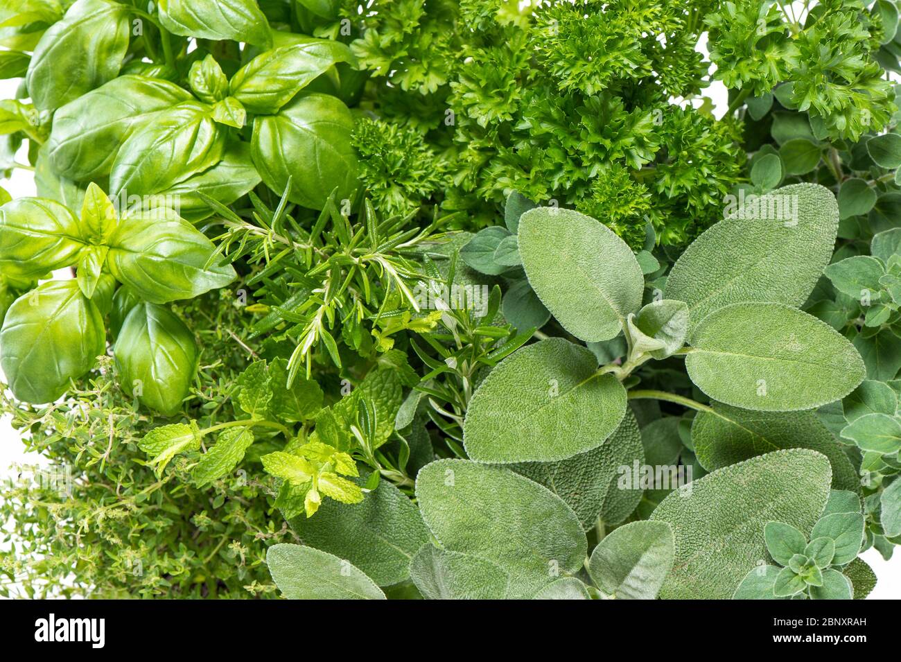 Basil, rosemary, thyme, mint. Kitchen herbs. Healthy food ingredients Stock Photo