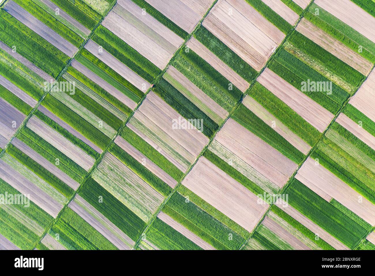 Aerial drone top view flight over green garden fields on sunny spring or summer day. Nature background Stock Photo