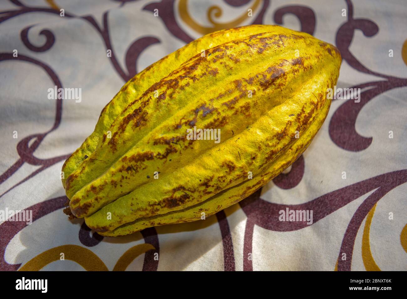 Majestic closeup of a yellow cocoa pod: the Forastero variety. Beautiful tropical fruit just picked from the tree on an elegant flowery fantasy tablec Stock Photo