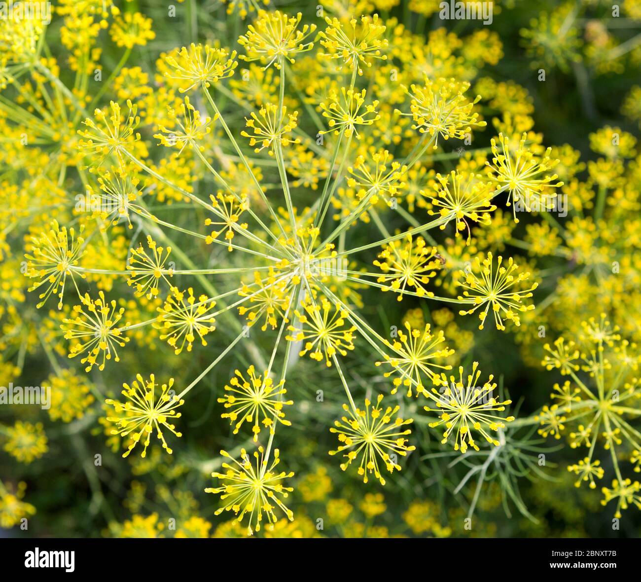 Dill flowers in the garden on a summer day. Green background with