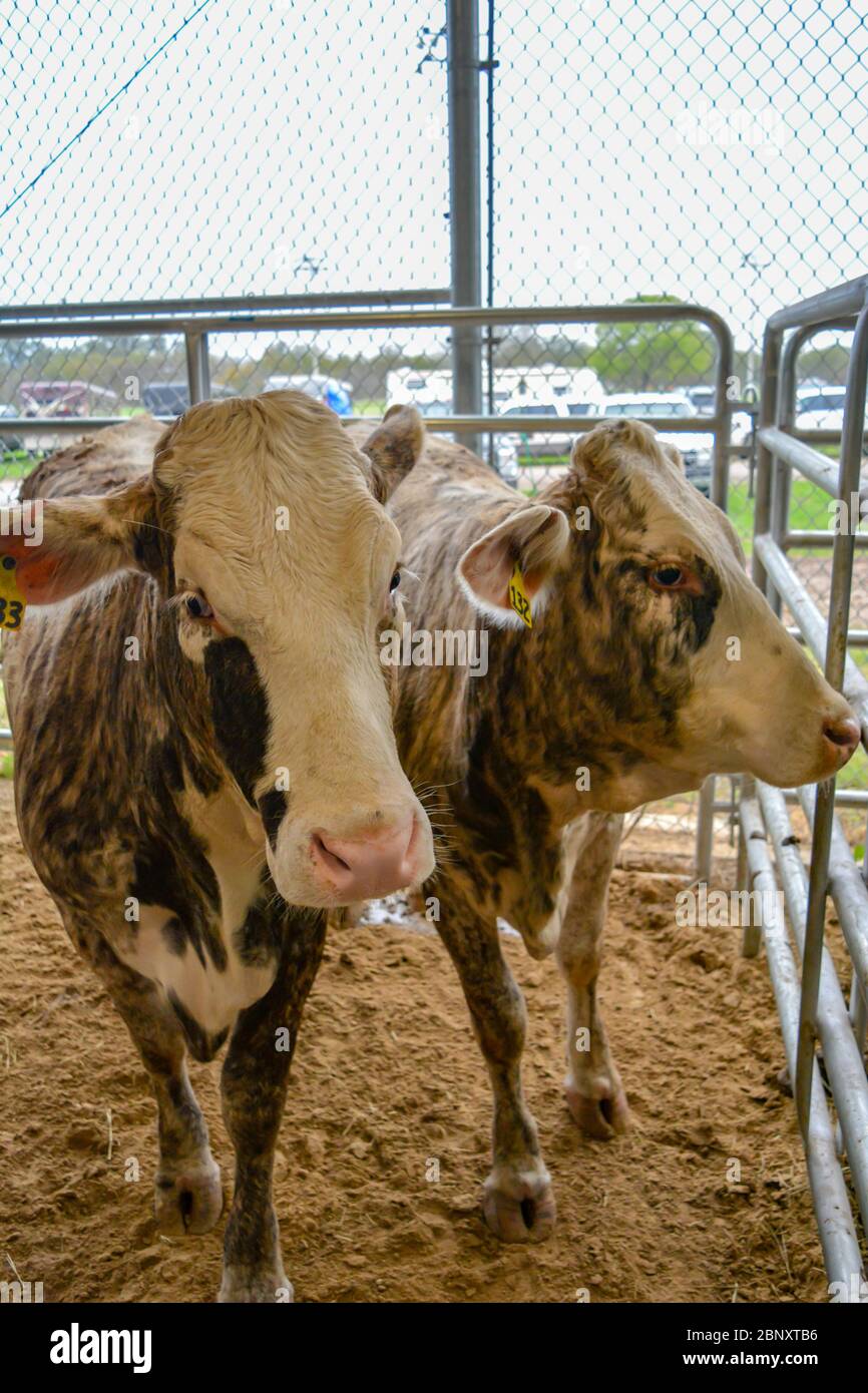 Scene of intensive breeding and intensive farming. Two cows are caged in poor condition in a tiny space and dirty environment. Suffering animals. Stock Photo
