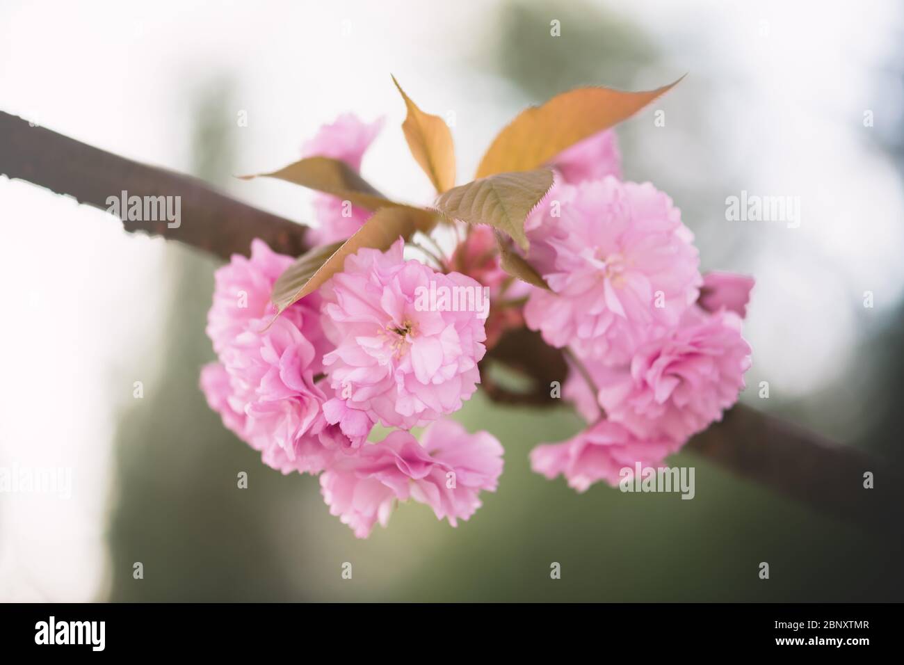 Beauty sakura flowers on twig closeup. Spring nature background Stock Photo