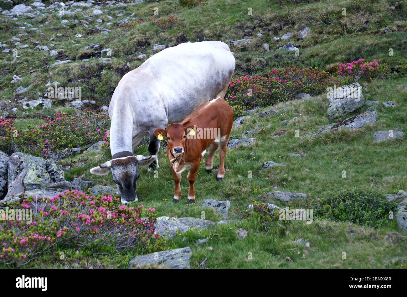 cow with calf on beautiful mountain meadow in the alps Stock Photo