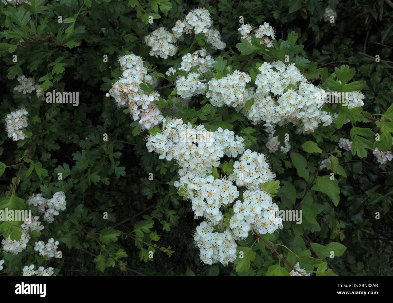 Crataegus monogyna, white flowers, May blossom, Hawthorn, fragrant Stock Photo