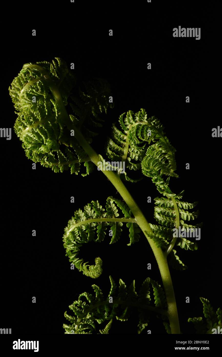A vertical still life book cover concept of the side lit young green fronds of a fern on a black background Stock Photo
