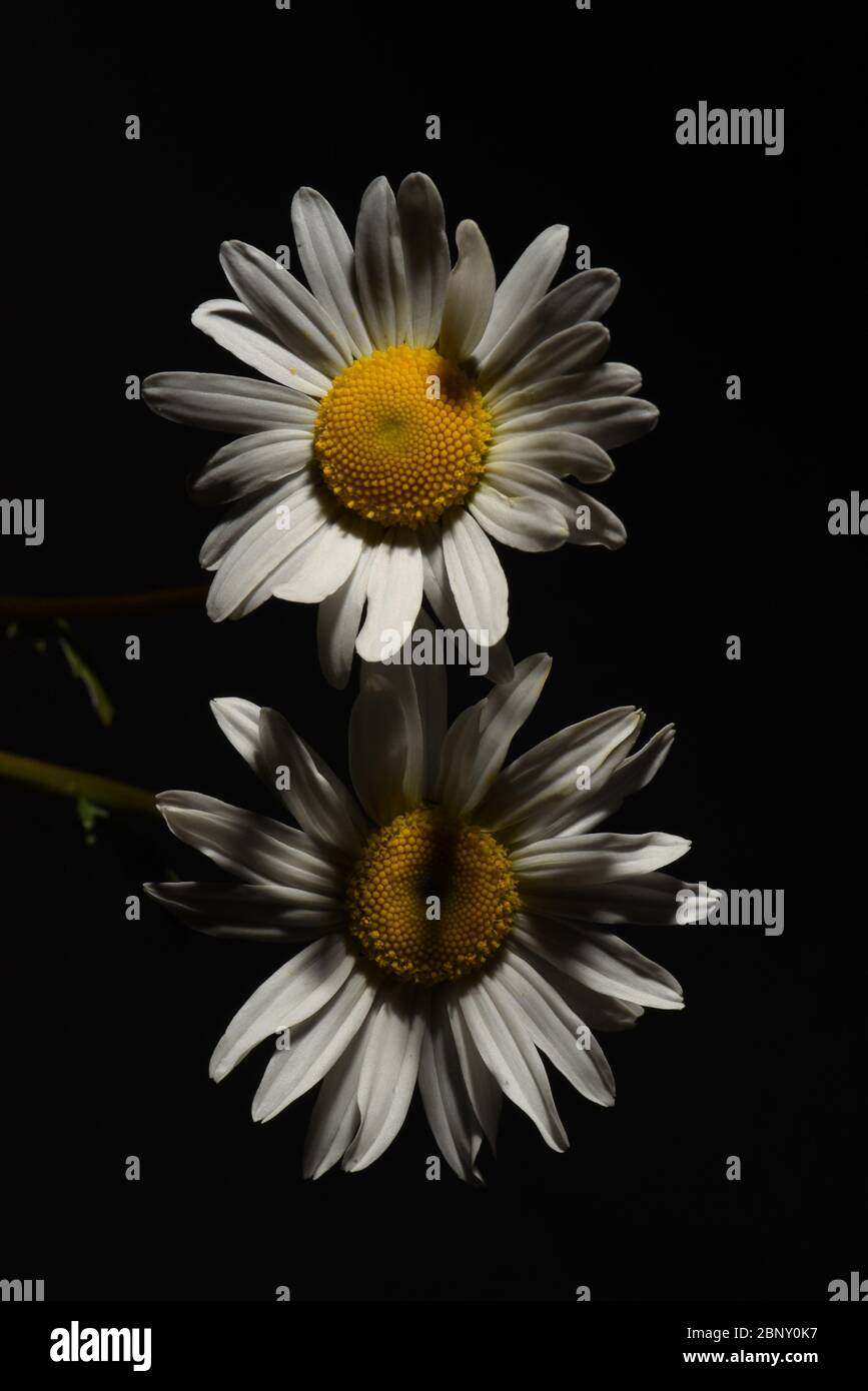 Still life of two white daisy blossoms, one brightly lit, the other in shadows against a black background, one on top of the other Stock Photo