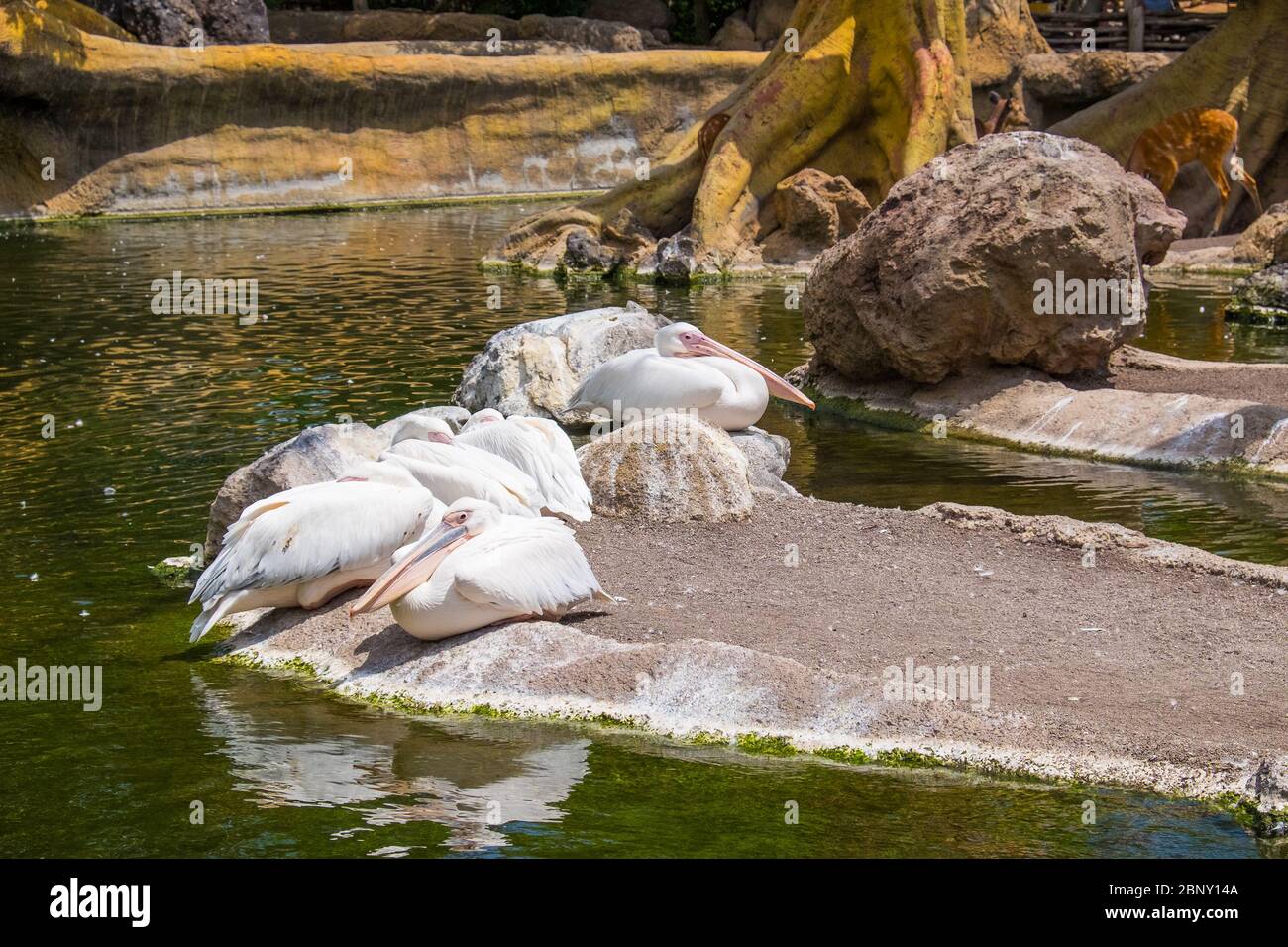 Pelicans are a genus of large water birds that makes up the family Pelecanidae. They are characterised by a long beak and a large throat pouch used fo Stock Photo