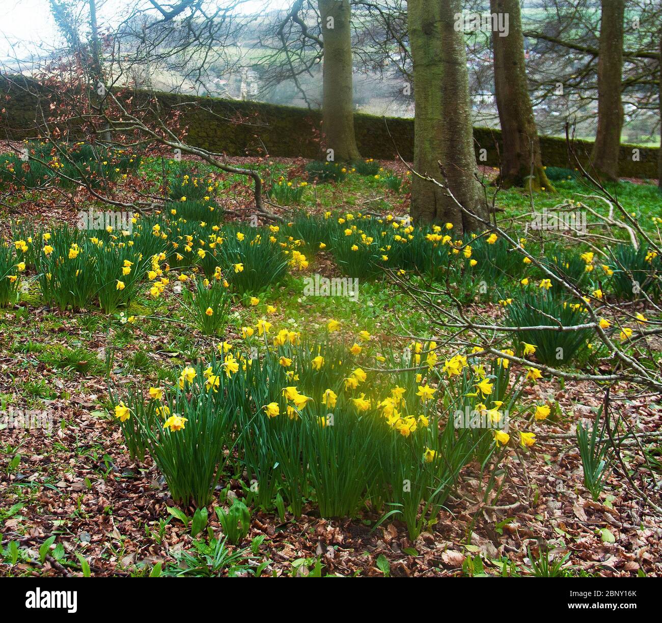 Heritage daffodils, Telamonius plenus in the pleasure ground at Appuldurcombe Park, a Capability Brown designed landscape Stock Photo