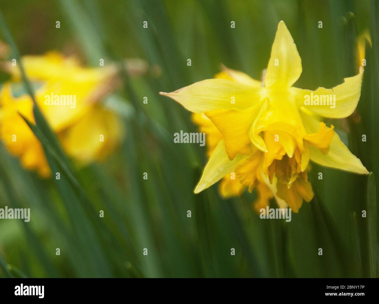 Heritage daffodil,  Telamonius plenus,  in the Capability Brown pleasure ground Appuldurcombe Park Stock Photo
