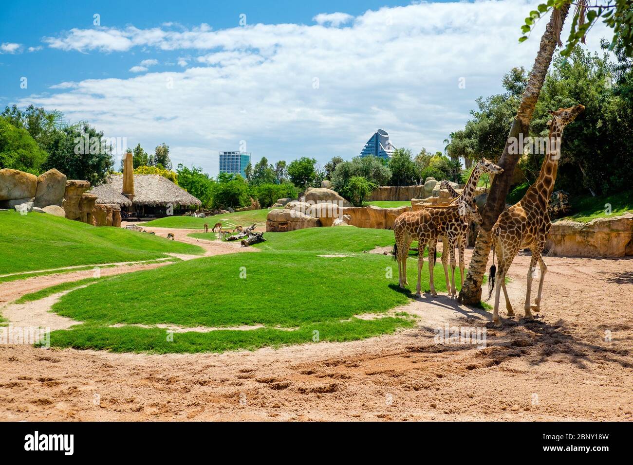 The giraffe is a genus of African artiodactyl mammal to which four species belong; it is the tallest living terrestrial animal, as well as the largest Stock Photo