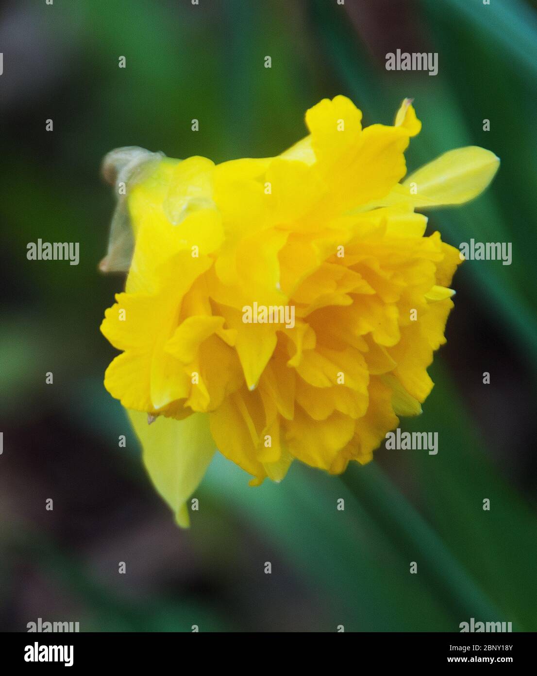 Heritage daffodil, Telamonius plenus,  in the pleasure ground at Appuldurcombe Park, a Capability Brown designed landscape Stock Photo