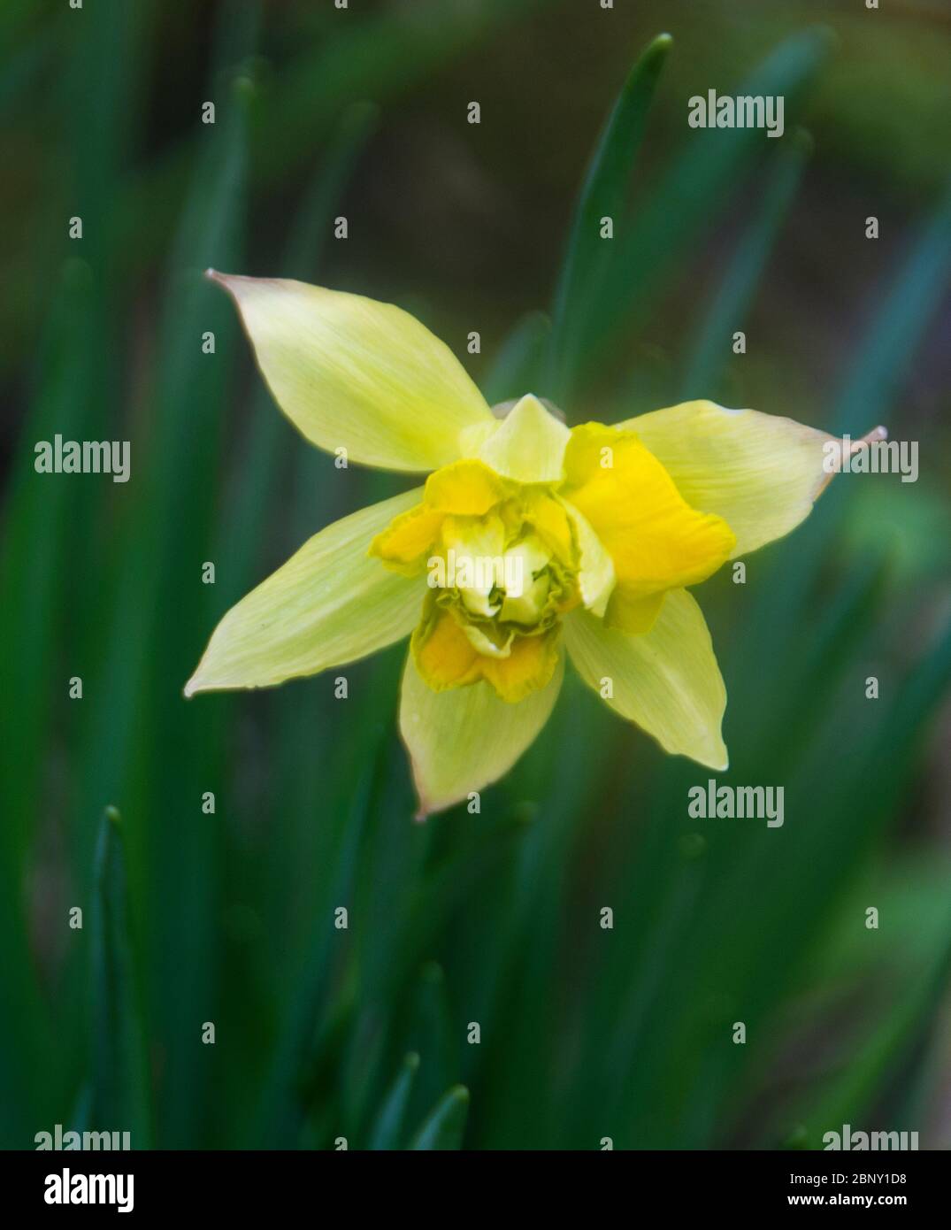 Heritage daffodil, Telamonius plenus, in bud in Appuldurcombe House pleasure ground Stock Photo