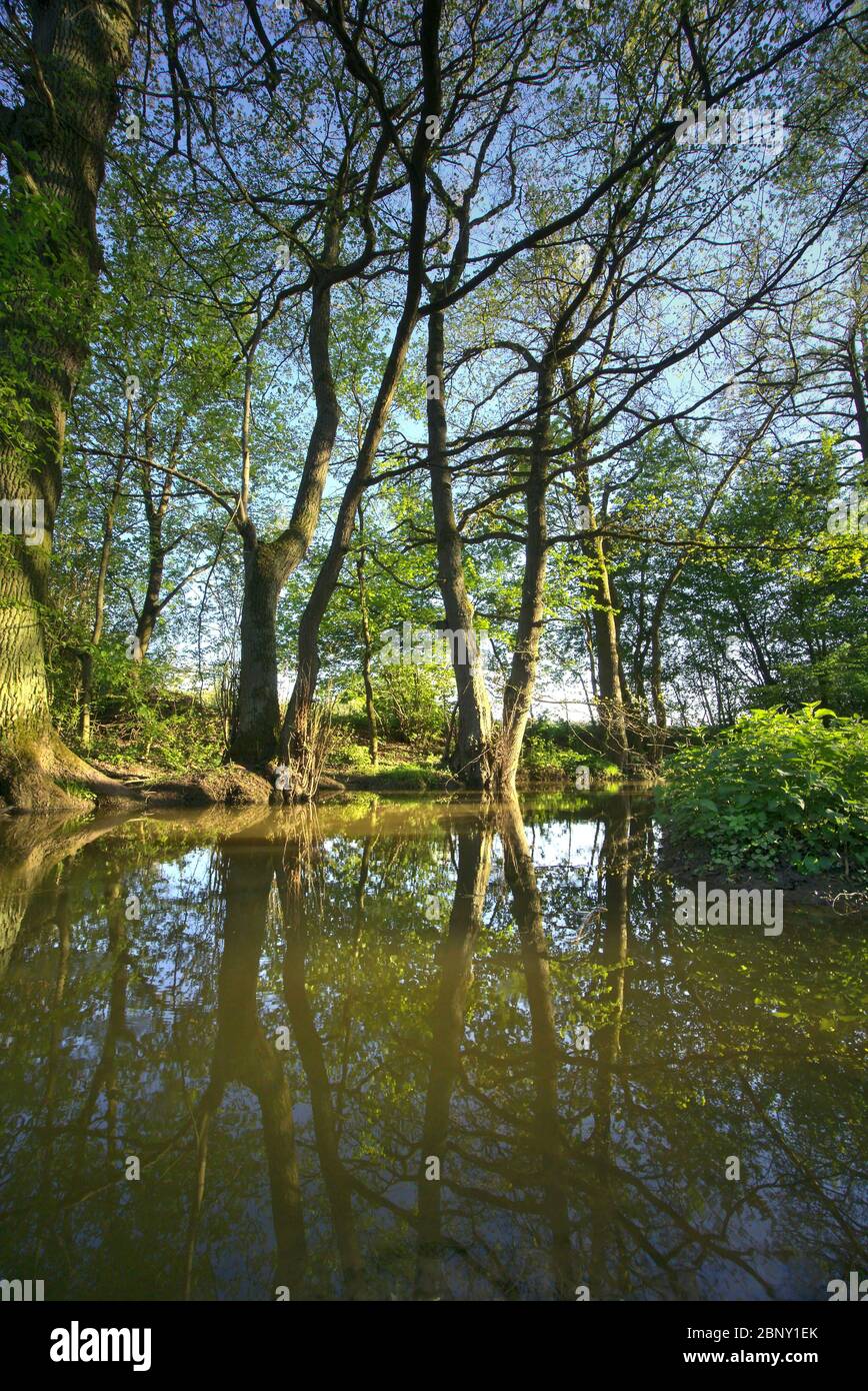 Stream between trees hi-res stock photography and images - Alamy