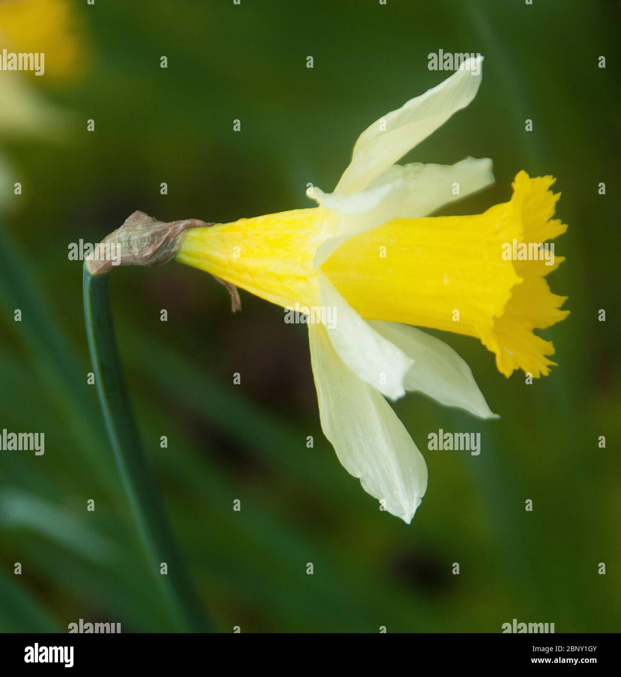 Narcissus pseudonarcissus - the wild daffodil or Lenten lily Stock Photo