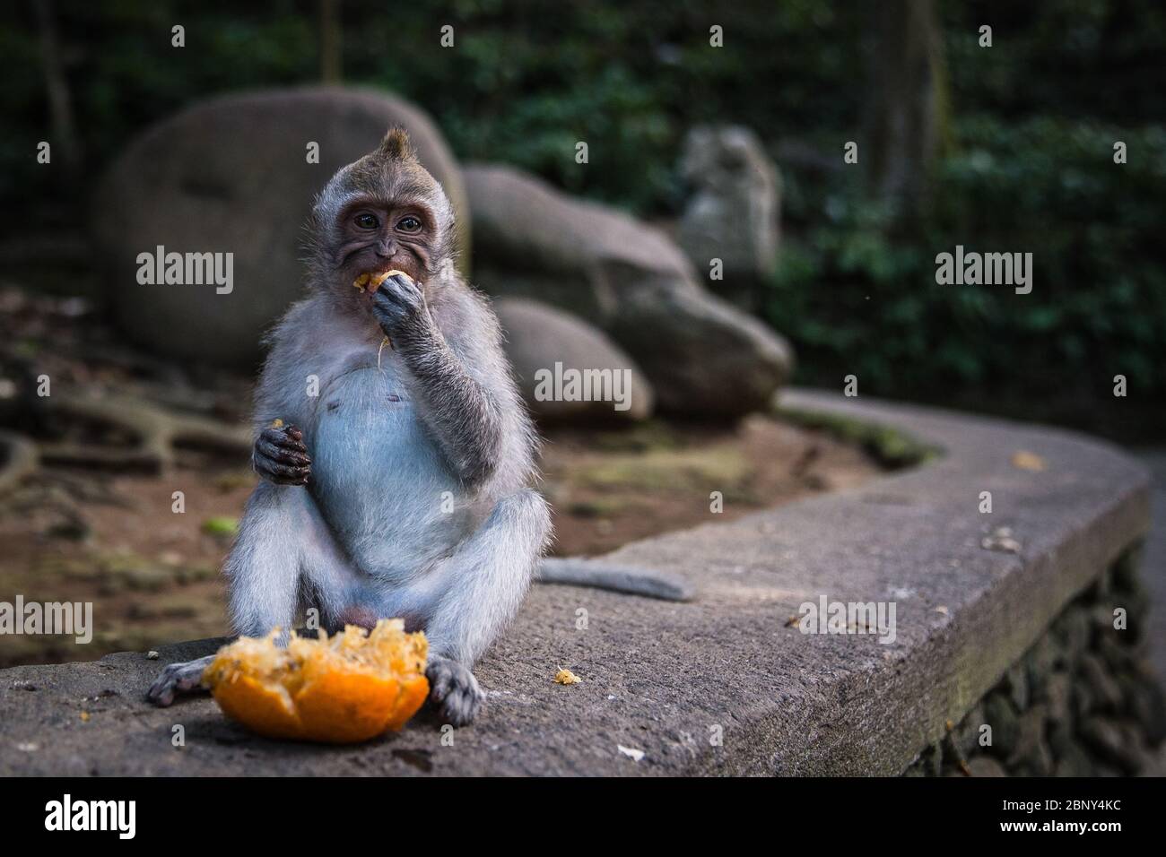 A long tailed grey monkey sitting on the wall and eating a fresh orange, UBUD MONKEY FOREST, BALI, INDONESIA Stock Photo