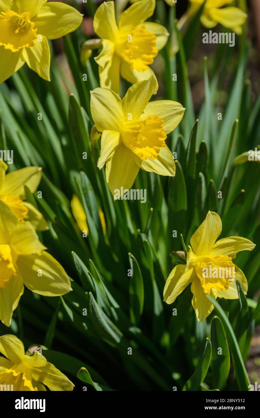 Close up yellow daffodils flowers spring. Yellow daffodil. Blossoming garden. Желтые гладиолусы Stock Photo