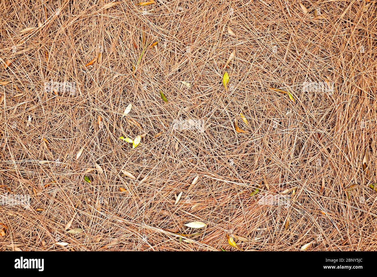 Needles of a coniferous pine tree (Pinus nigra) brown and dry fallen ...