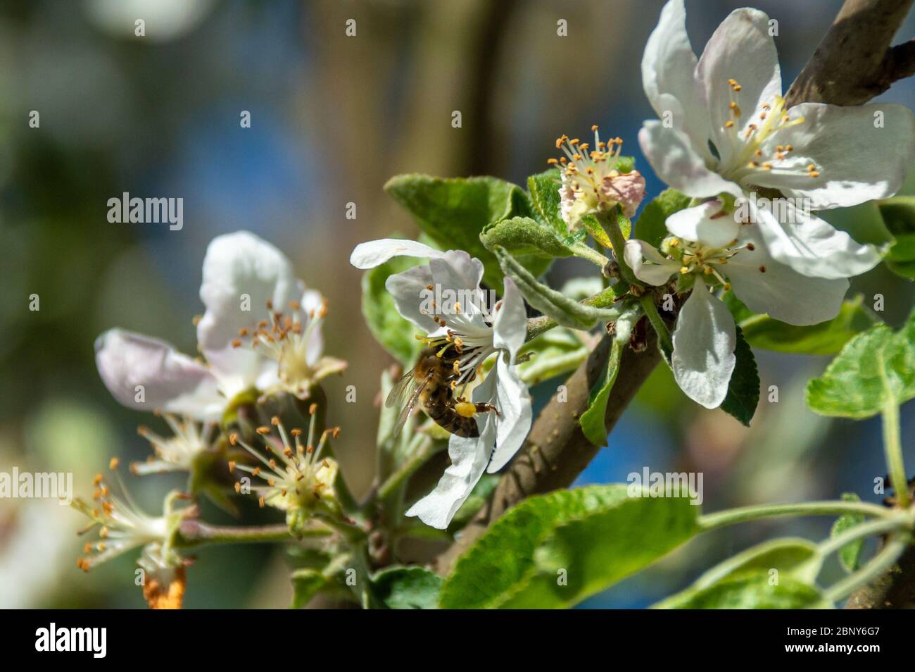 European bee close-up on apple flower pollinating apple tree in spring blooming garden. honeybee gathering nectar pollen honey in apple tree flowers. Stock Photo