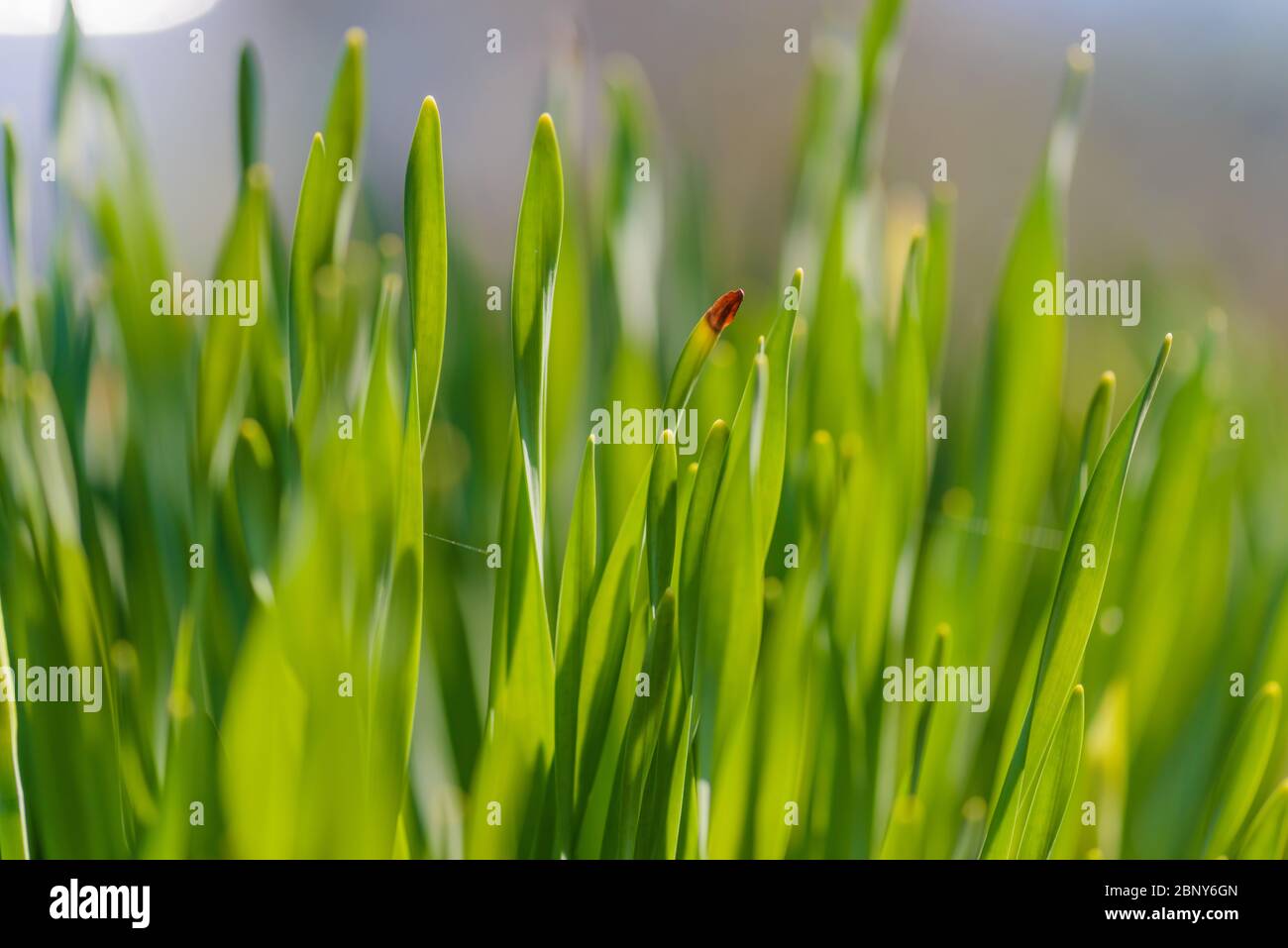 Green Grass. Close-up of bright green grass. Close-up green plant. Stock Photo