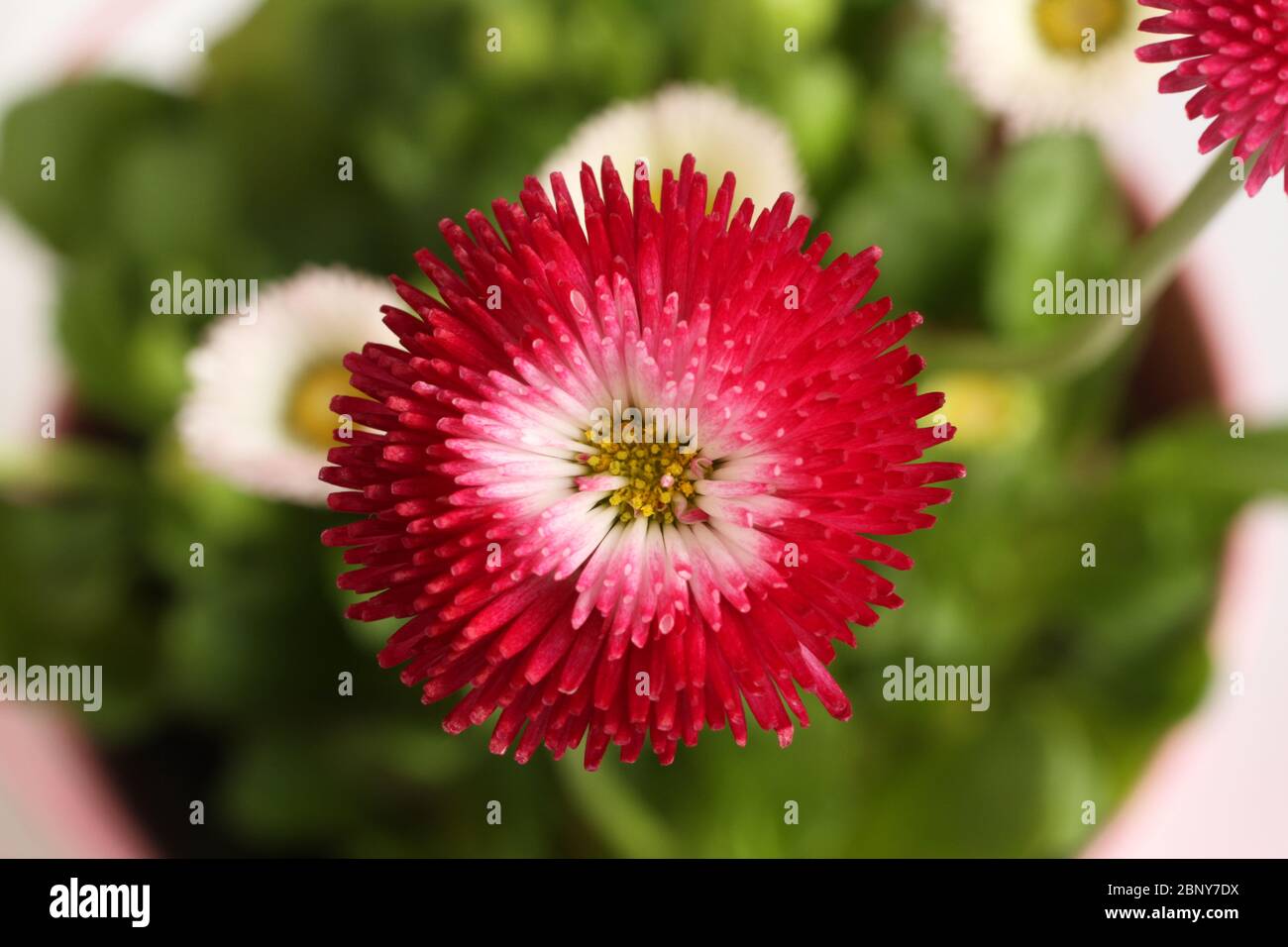 Red and white daisy flowers in a small pink bucket on a white background. View from above Stock Photo