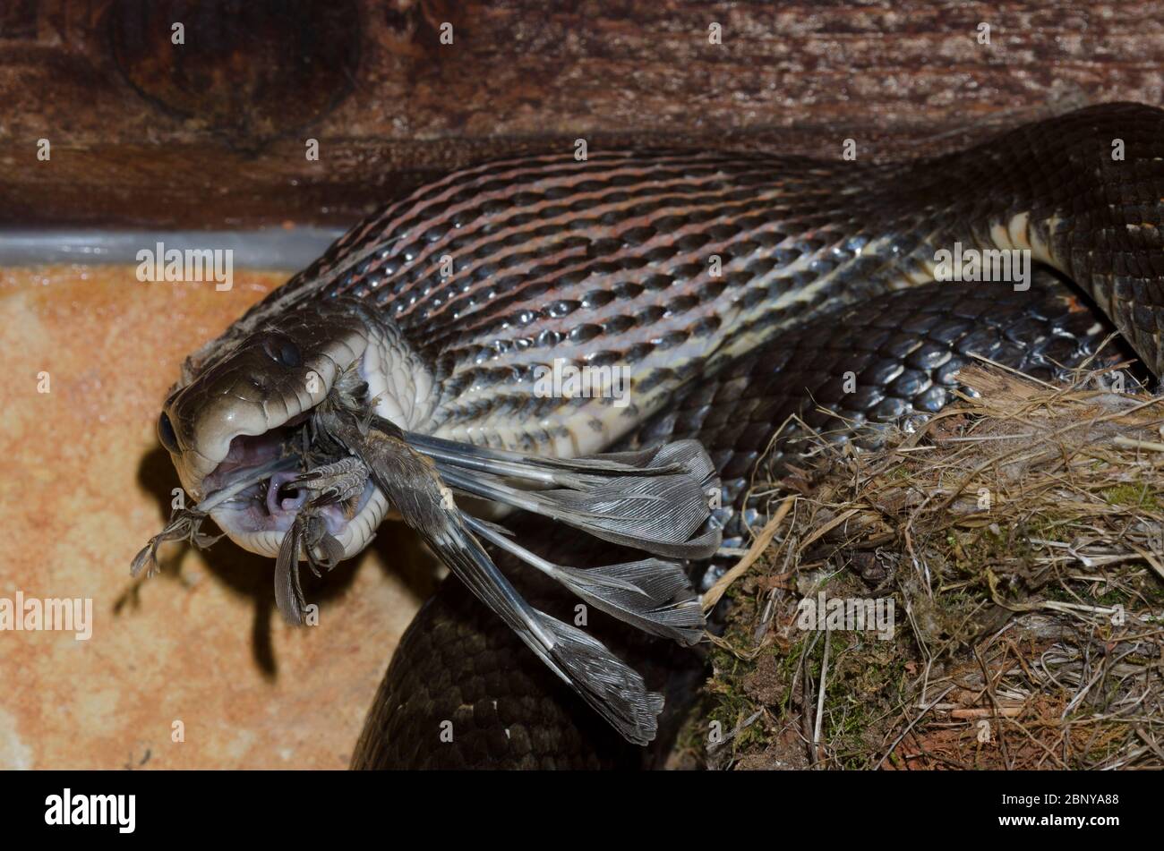 Black Rat Snake, Pantherophis obsoletus, raiding Eastern Phoebe, Sayornis phoebe, nest and consuming chicks Stock Photo