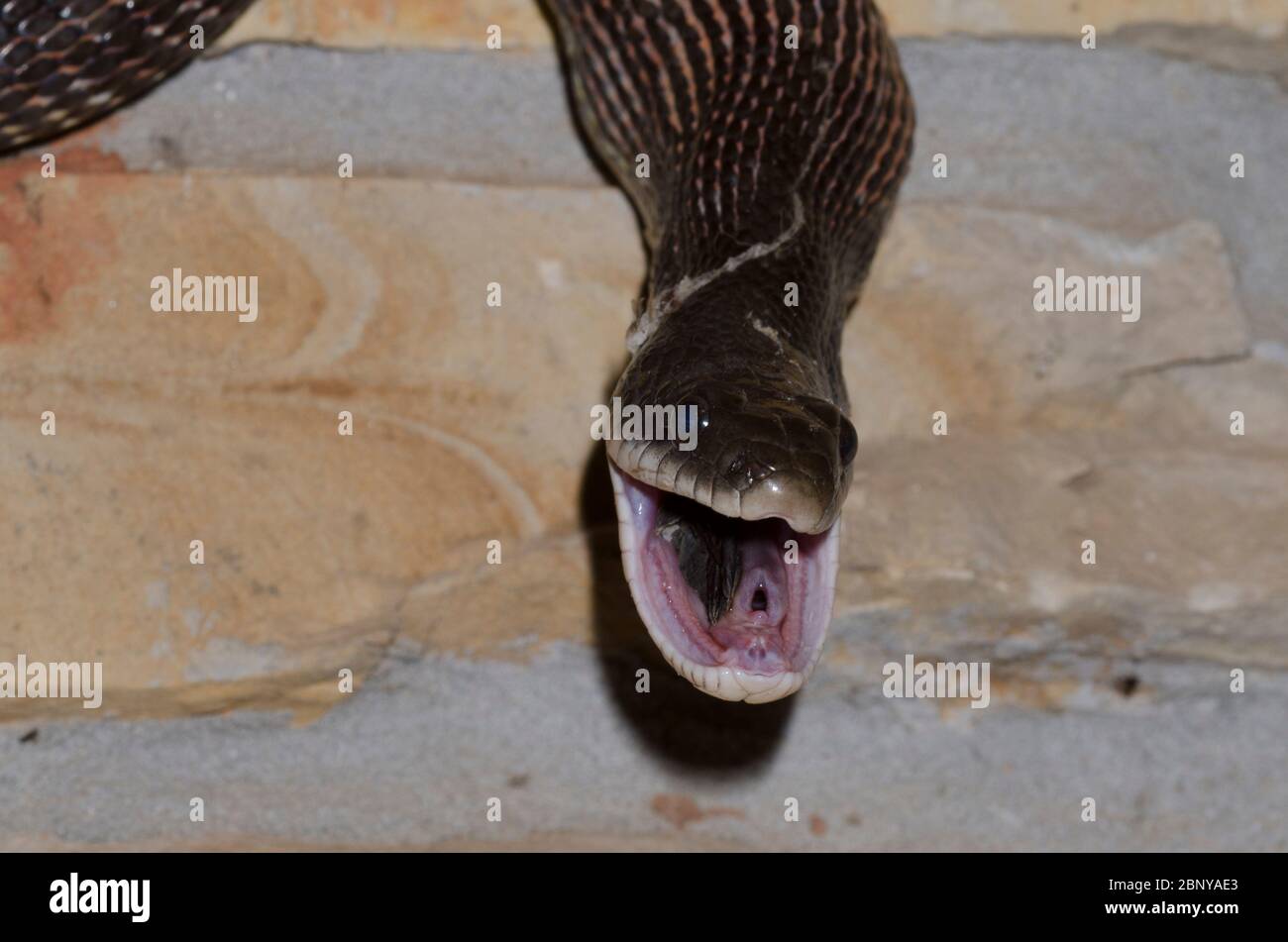 Black Rat Snake, Pantherophis obsoletus, raiding Eastern Phoebe, Sayornis phoebe, nest and consuming chicks Stock Photo