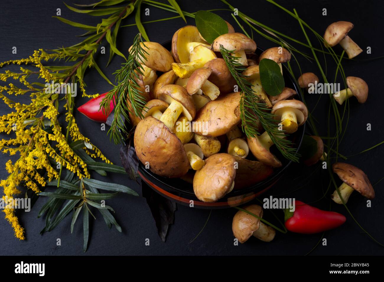 Rustic bowl with forest picking slippery Jack mushrooms and wild grass on the black background, close up. Vegetarian healthy food concept Stock Photo