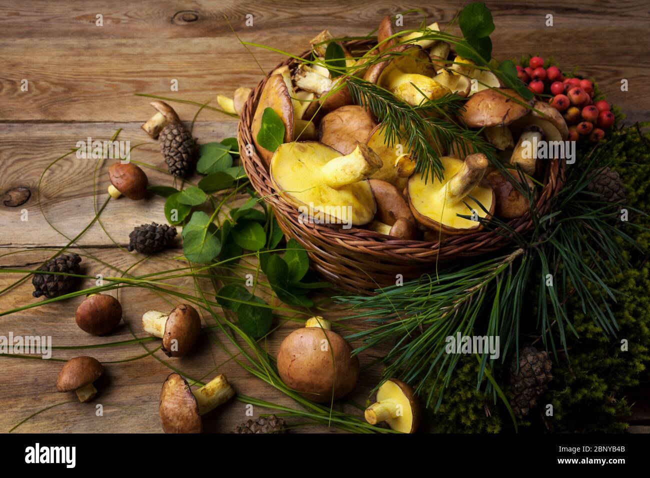 Wicker basket with wild forest picking slippery Jack mushrooms, green leaves, berries on the rustic wooden background, close up. Vegetarian healthy fo Stock Photo