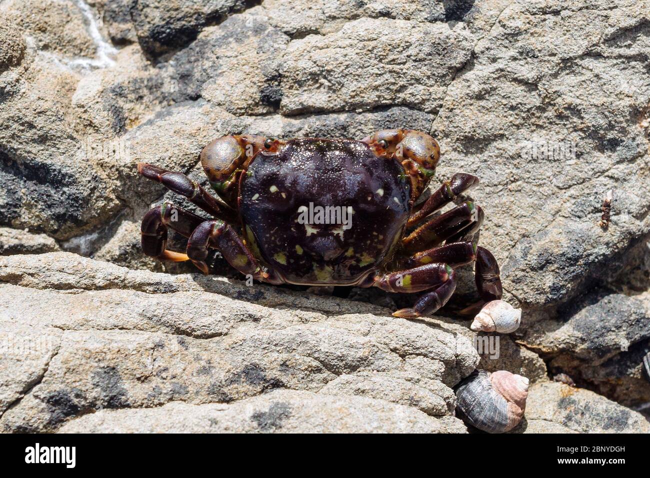 A purple shore crab (Hemigrapsus nudus) found in an intertidal zone in Haida Gwaii, British Columbia, Canada Stock Photo