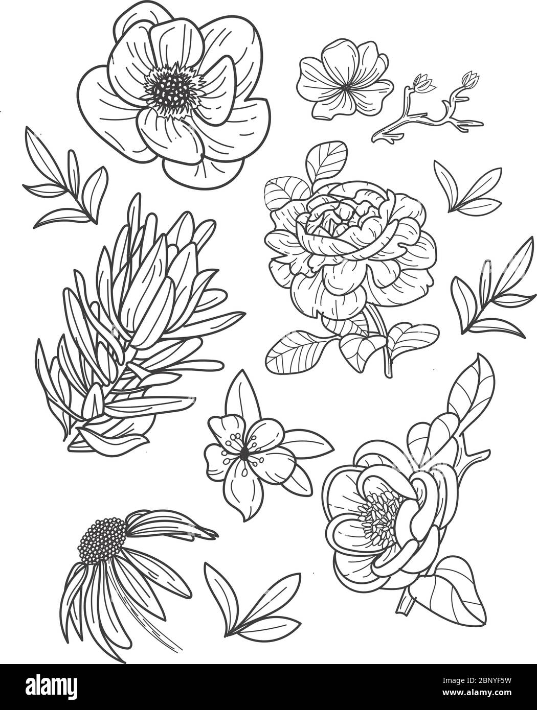 Boho Flowers and Foliage - Set of Blooming Sunflowers, Peonies, and Leaves Stock Vector