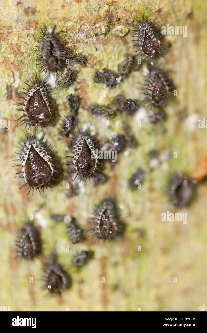 Tortoise Beetle pupae, Chrysomeloidea Family, on side of tree, Klungkung, Bali, Indonesia Stock Photo