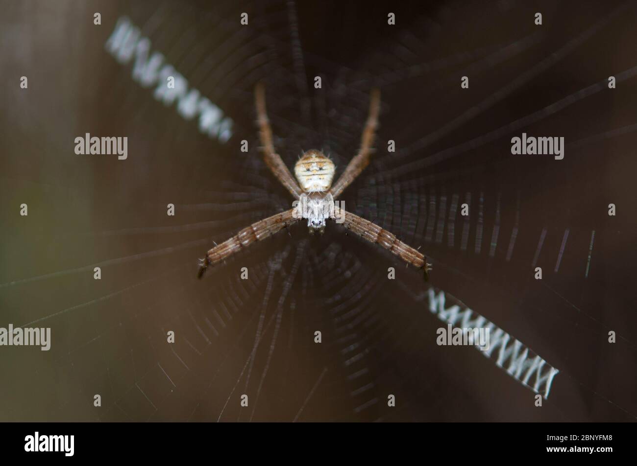 Orb-Weaver Spider, Argiope sp, with lace-like patterned web stabilimentum, Klungkung, Bali, Indonesia Stock Photo