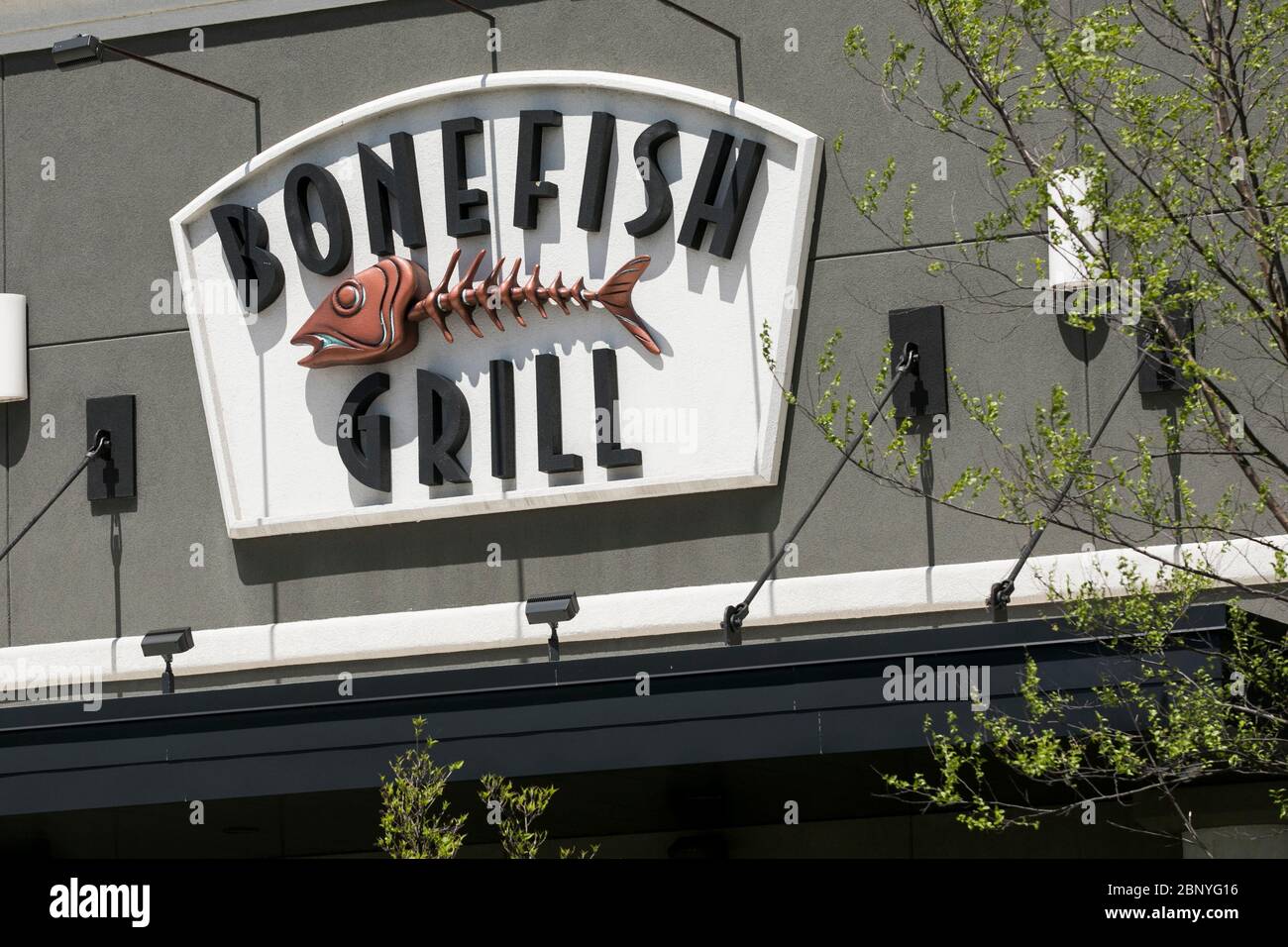 A logo sign outside of a Bonefish Grill restaurant location in Camp