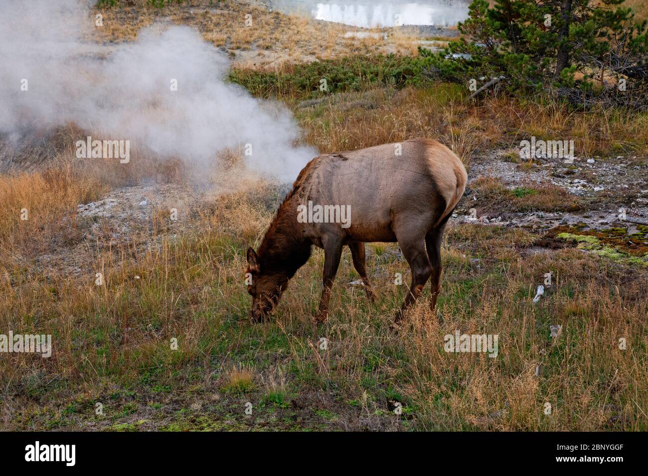 WY04378-00...WYOMING - A elk grazing among the hot springs at the West Thumb Thermal area in Yellowstone National Park. Stock Photo