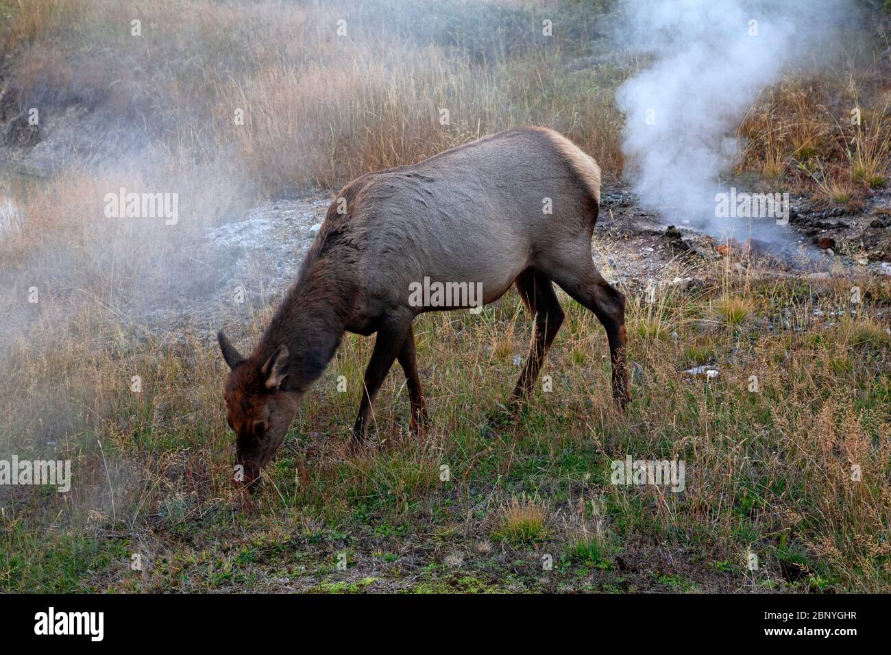 WY04379-00...WYOMING - A elk grazing among the hot springs at the West Thumb Thermal area in Yellowstone National Park. Stock Photo