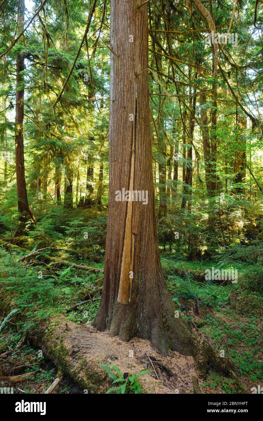 Bark harvested from Western Red Cedar in Haida Gwaii, British Columbia Stock Photo